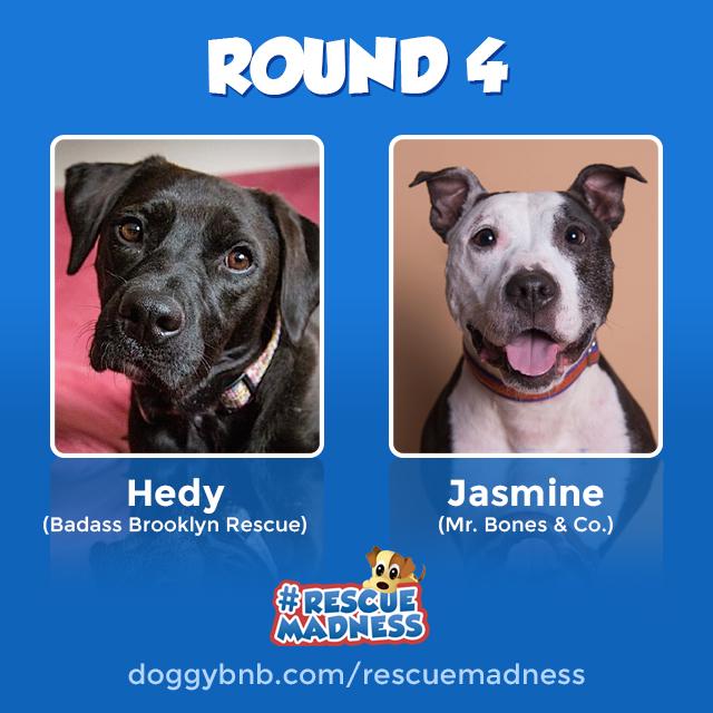 RESCUE MADNESS Day 4: Hedy of @BadassBK &amp; Jasmine of <a href="/Mrbonesandco/">Mr. Bones & Co.</a> doggybnb.com/rescuemadness #rescuemadness <a href="/NY1/">Spectrum News NY1</a>