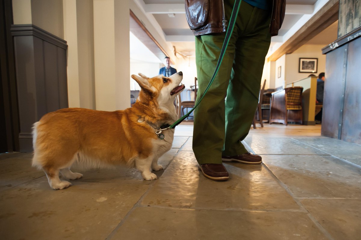 UphamPubCompany's tweet photo. Looking for a #dogfriendlypub - your doggy friends are always welcome in an Upham Pub! http://t.co/DmtypP8YEc