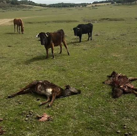 Todo nuestro apoyo a los Hnos. Mayoral de Castronuño, esta noche han vuelto los lobos a visitarles (foto: JCMayoral)