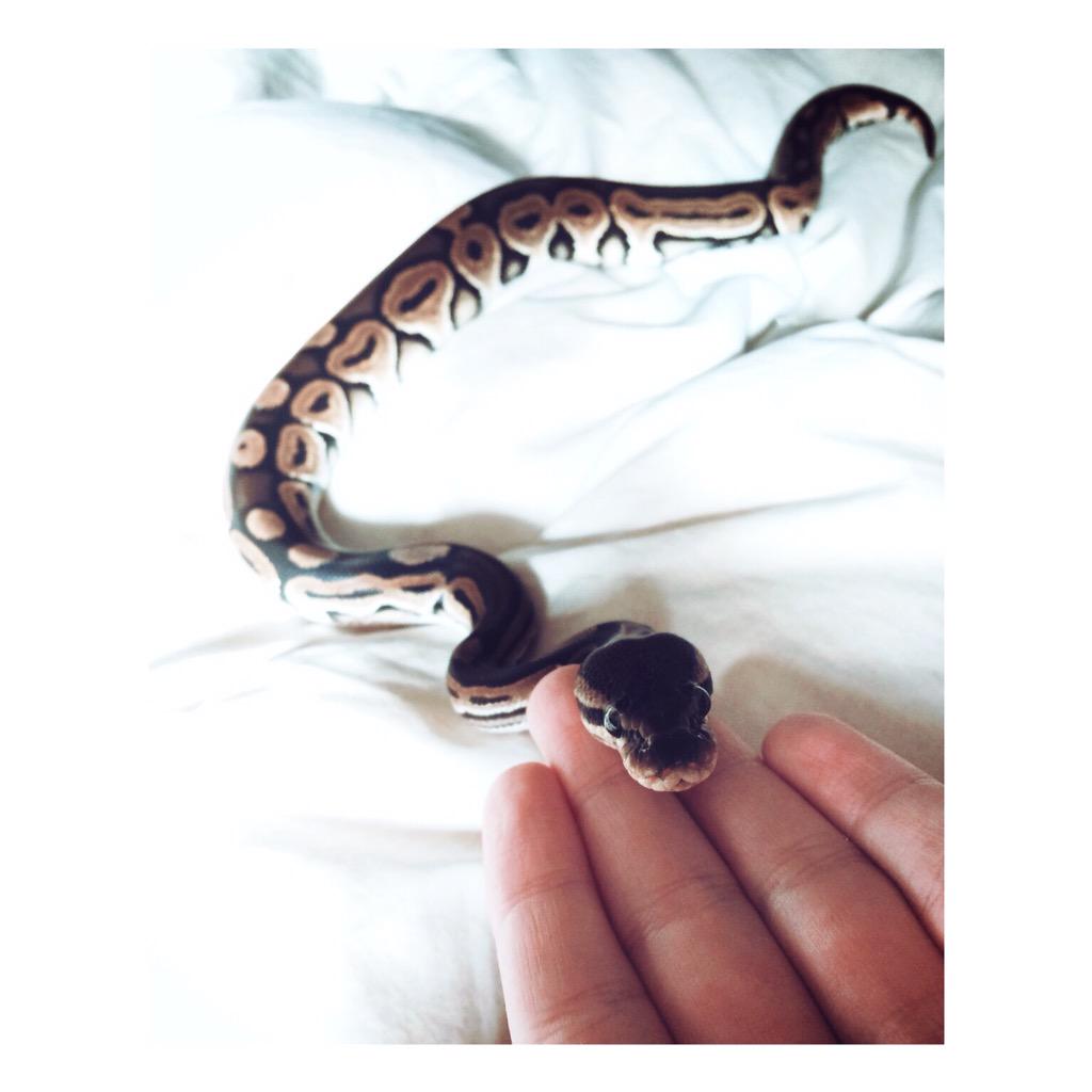 vibratingmayo's tweet image. My little Bilbo. #ballpython #cinnamonballpython