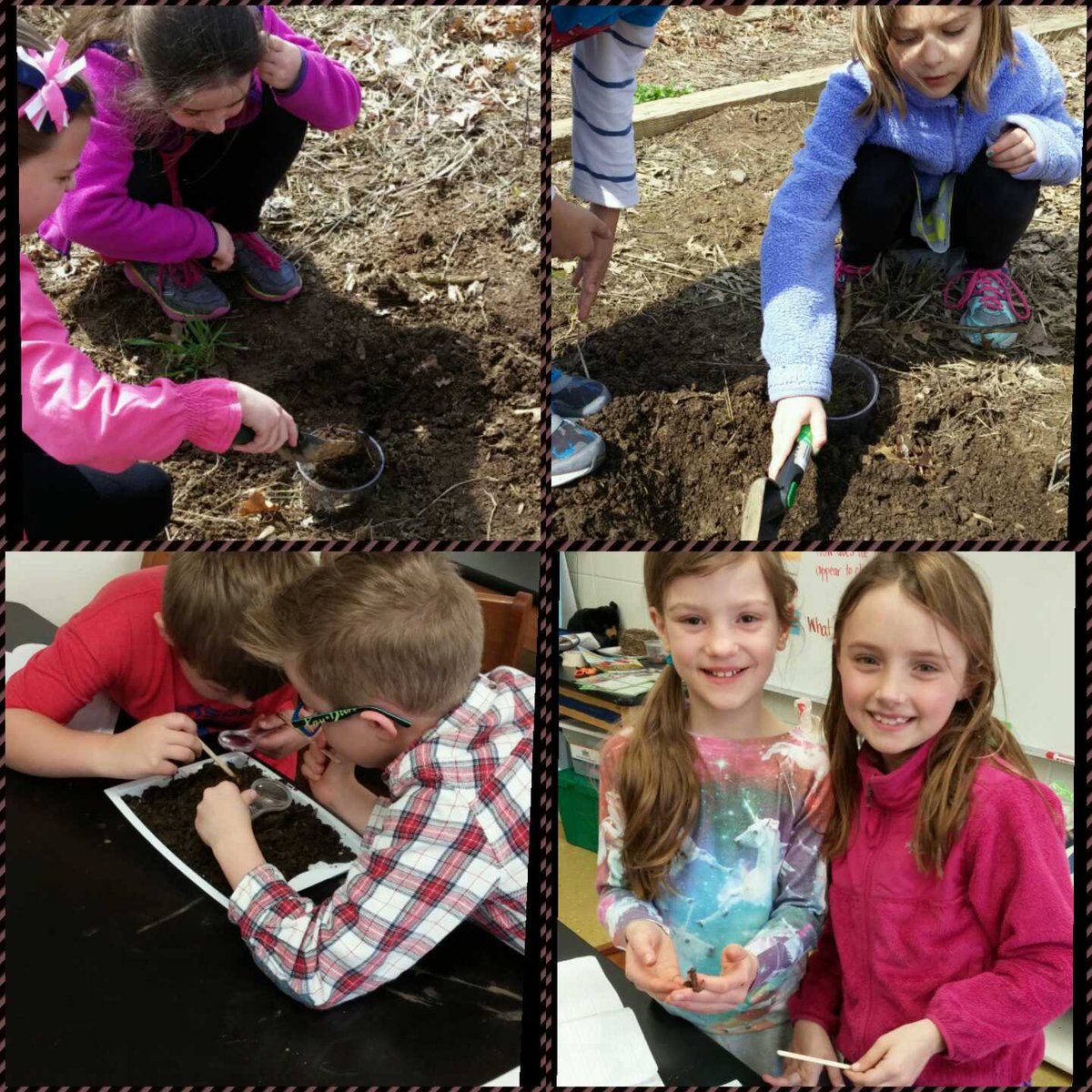KCDLSScience's tweet image. 2nd graders investigating the question, "What is in soil?" #gokcd