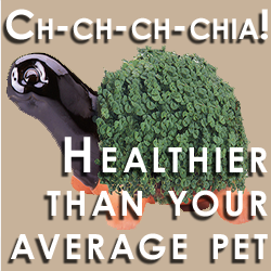 FoodTestExperts's tweet image. Food Trend Series: Chia Seeds, from popular pottery to popular food. bit.ly/1yWg8Fy