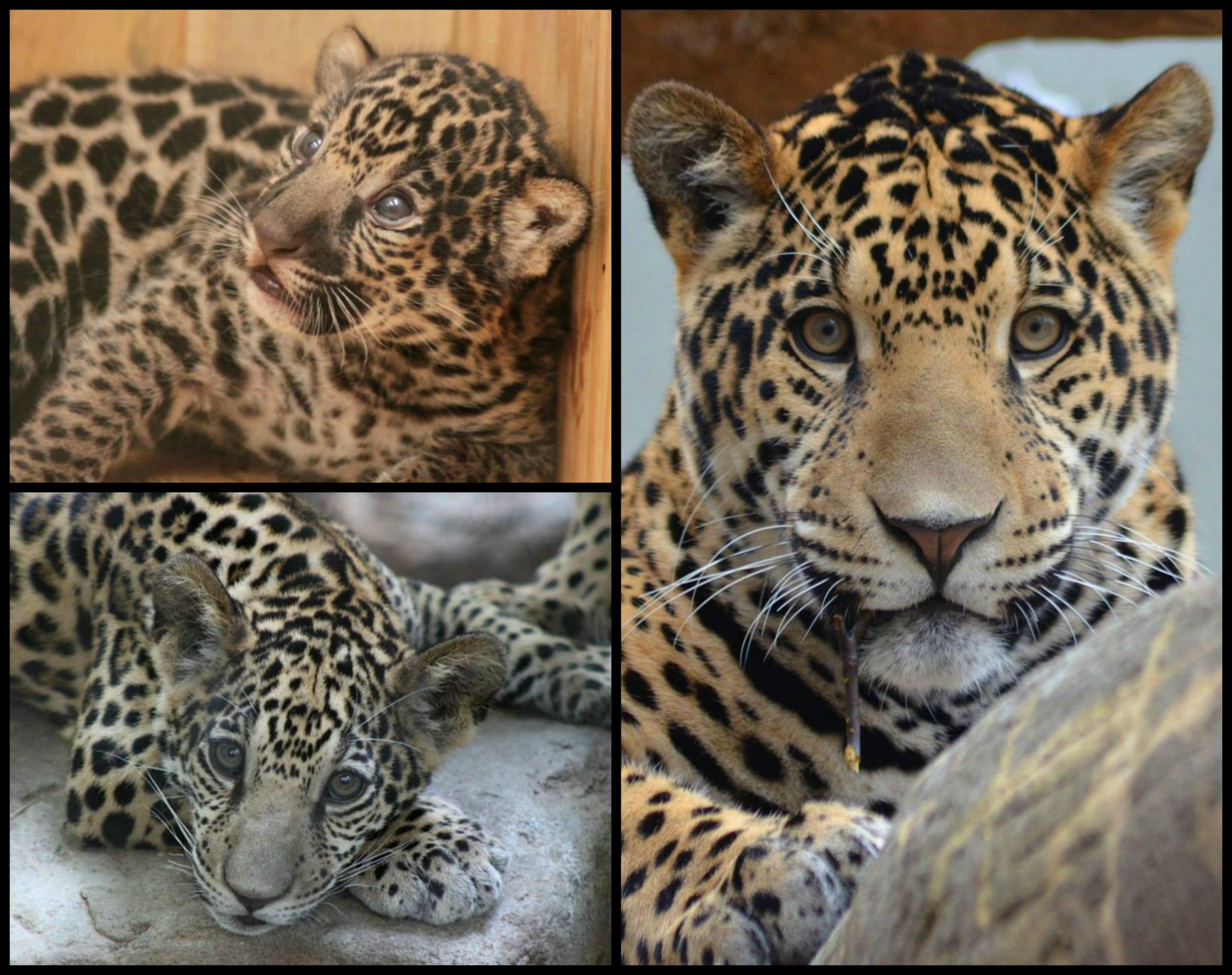 Happy 1st Birthday to Seymour the jaguar cub! Photos by Dr. Jen Kilburn and Steve Jones. 