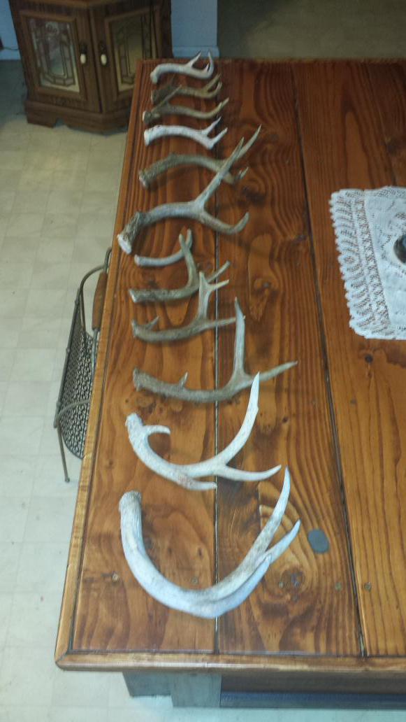 Jerry78Rhodes's tweet photo. This years sheds so far. Havent found any of the big boys yet. http://t.co/d8xDjtkQBx
