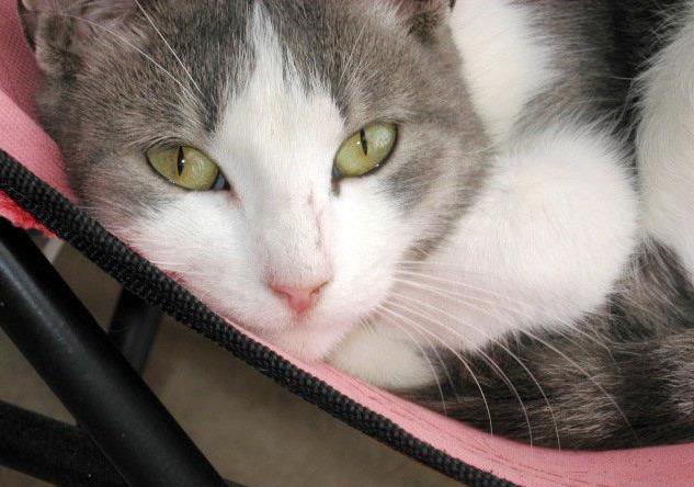 cynthetta's tweet photo. #ShutterflyPaws Miss Priss was abandoned in our apt.complex. Didn't want raccoons to get her, so we adopted her. http://t.co/B1Jh8ooD0Y