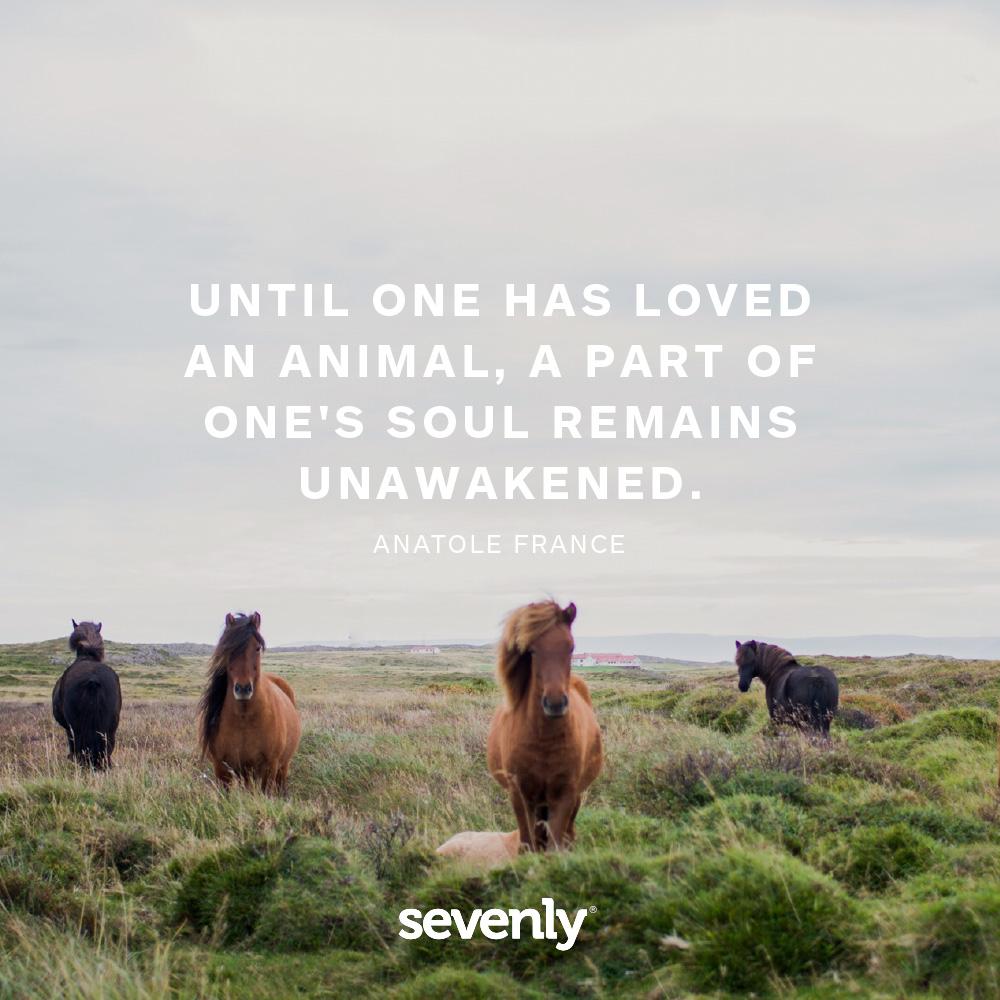 sevenly's tweet photo. At Sevenly, not only do we believe that #PeopleMatter, but animals matter too! #Sevenly #GentleBarn http://t.co/GBlfb0OIuy