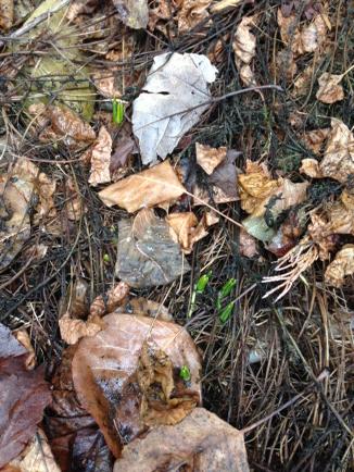 emily_vukovic's tweet photo. If you look really really hard, you'll see it!! It's happening @MrBrianWest #firstsignsofspring #spring #forgetsnow http://t.co/efhEJSrsC8