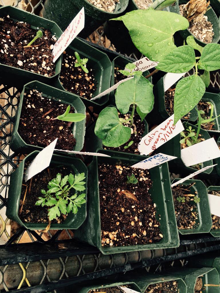 mcamp400's tweet photo. Seeds from the Intro to Ag propagation lab have sprouted! #psuaged15 http://t.co/4zqhk0BLUX