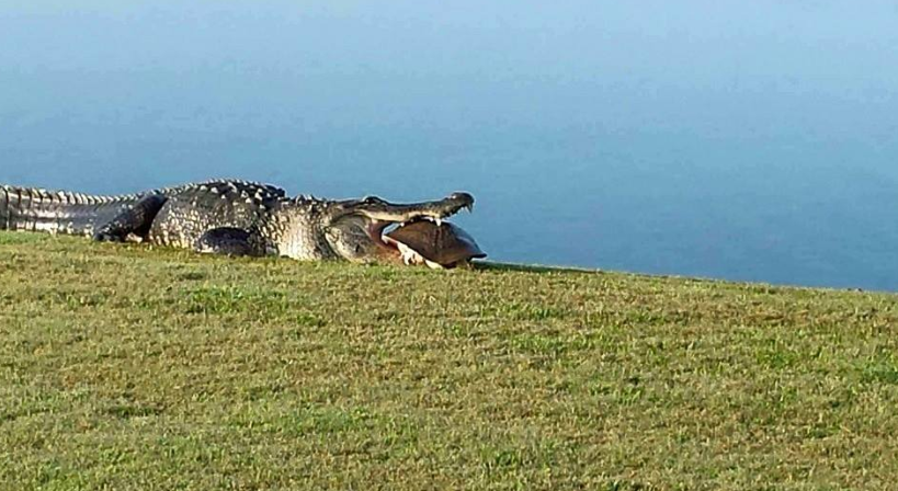 GolfChannel's tweet photo. What does an alligator eat at the turn? Turtle, apparently. (via Myakka Pines Golf Club in Englewood, FL/Facebook) http://t.co/Hf7nmF8aeN