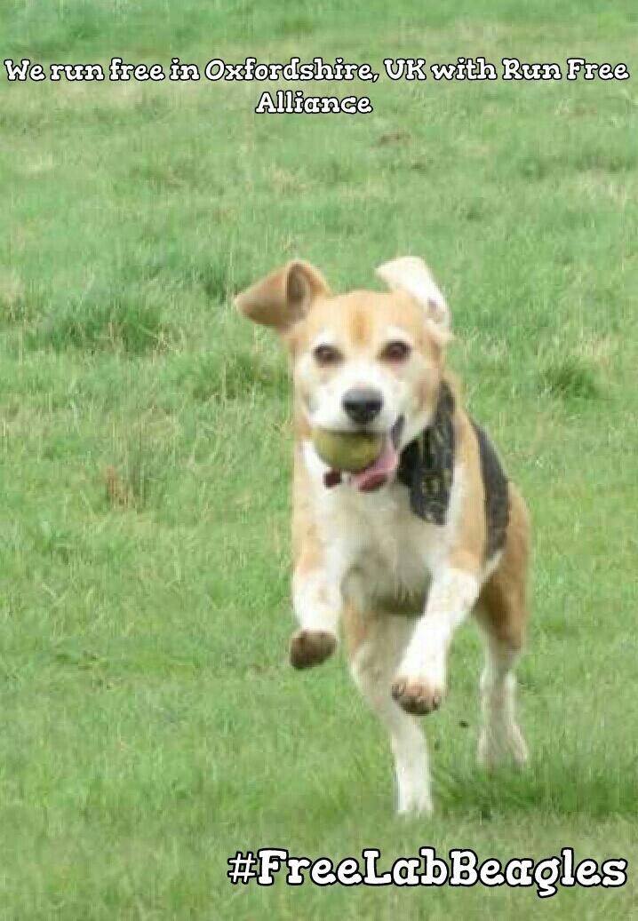 #FreeLabBeagles Arrrroooo around the world