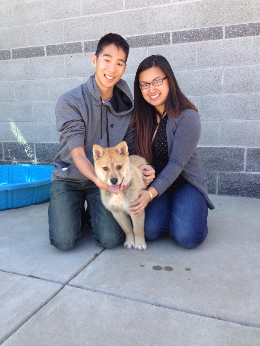SacramentoSPCA's tweet image. Fourth and final adoption of the #koreadogs Jindo puppies!