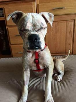 "@AmyRoseKathryn: Blind, neglected dog who was abandoned in stairwell, in need of a home http://t.co/dyBmkWEeeN<a class="tags" target="_blank" title="On Twitter" href="/?out=eyJ0eXAiOiJKV1QiLCJhbGciOiJIUzUxMiJ9.eyJpYXQiOjE3MjE1OTIxNzIsImlzcyI6InR3cG9ybnN0YXJzLmNvbSIsIm5iZiI6MTcyMTU5MjE3MiwiZXhwIjoxNzUzMTI4MTcyLCJyZWRpcmVjdF91cmwiOiJodHRwczovL3R3aXR0ZXIuY29tL0FteVJvc2VLYXRocnluIn0.J0-9Gwh2Rf78DP3YFCxGxE4aYOlKa8YkoHpr5rqyoadEUMF6RmX7Y3p4Z90HPC1-wRQHp0x3C3BHiaQ_ixwXWA">@AmyRoseKathryn</a>