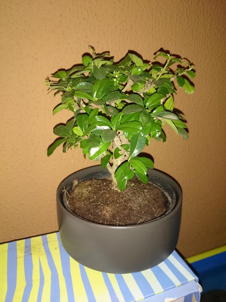 SorySword's tweet photo. Ya está colocado, ahora a ver lo que dura... @ramongallego86 jeje que me gusta mi bonsai :) http://t.co/OC4ccSGojZ