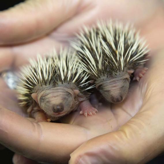 Shelly Horton Baby Hedgehogs The Collective Noun Is A Prickle Of Hedgehogs Too Cute For Me To Deal With On A Friday Http T Co Jgyeqmutco Shelly Horton Baby Hedgehogs The Collective Noun Is A Prickle Of Hedgehogs Too Cute For Me To Deal With On A Friday Http T Co Jgyeqmutco
