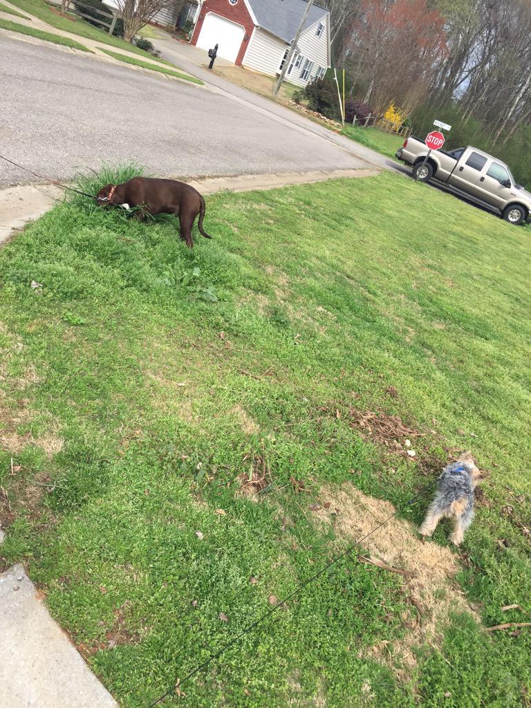 tripodpup's tweet photo. Eating flowers and catching ladies at the park with my homie. #twitterlessjd http://t.co/0Z1ptEkWVC
