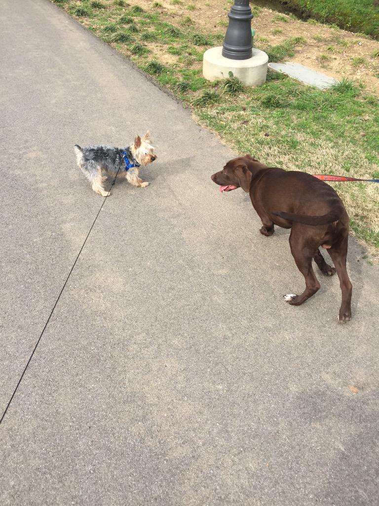 tripodpup's tweet photo. Eating flowers and catching ladies at the park with my homie. #twitterlessjd http://t.co/0Z1ptEkWVC