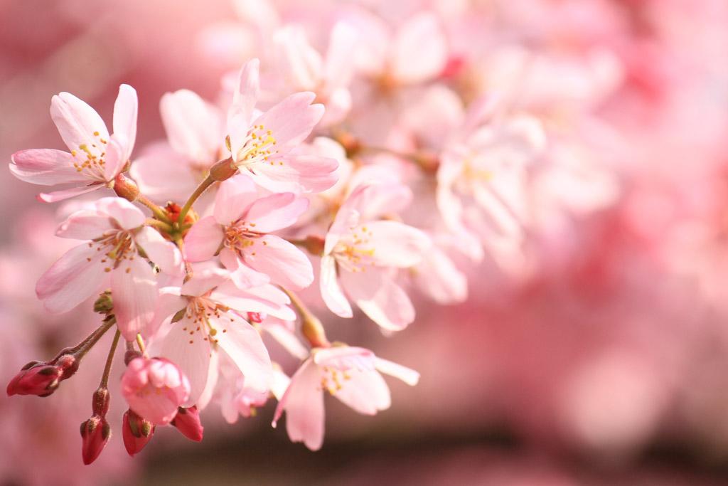 NaturalGarden紀行🌿 tweet media