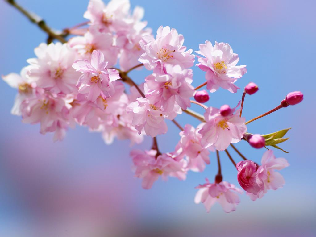 NaturalGarden紀行🌿 tweet media