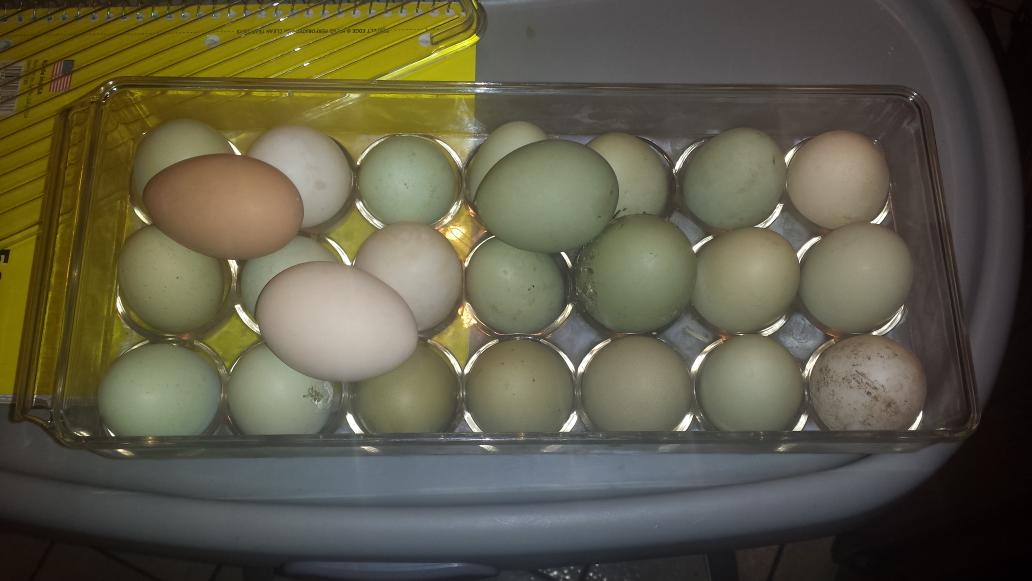 ImperfectmomVB's tweet photo. More eggs than I know what to do with, and that's only 2 days' worth! #farmfresh #chickenowner #crazyegglady http://t.co/TyWIiKHCDm