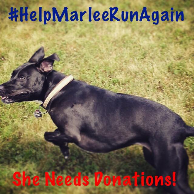 Marlee_The_Pit's tweet photo. 44% of goal. less than a week left Plz #Donate #HelpMarleeRunAgain will u make the difference https://t.co/eNdfKoRBHn http://t.co/KhEiUmqNgH