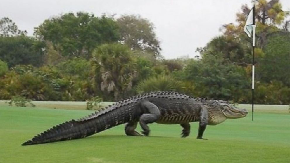 HannahRoseMerc's tweet photo. My worst nightmare WTFlorida? "@ABC: Massive alligator spotted again on Florida golf course: http://t.co/rL8WRTba4S http://t.co/yR25oyTv0B”