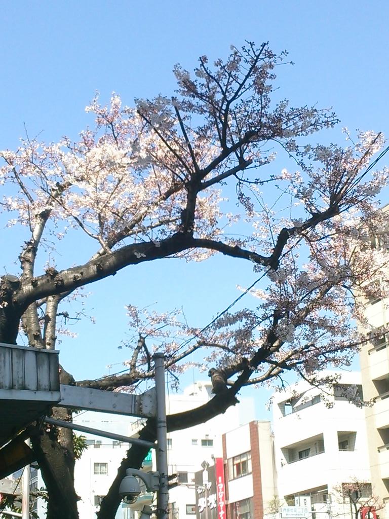 like9324's tweet photo. 東京の桜
春を感じさせるなぁ(笑) http://t.co/0ZhsbOu5qx