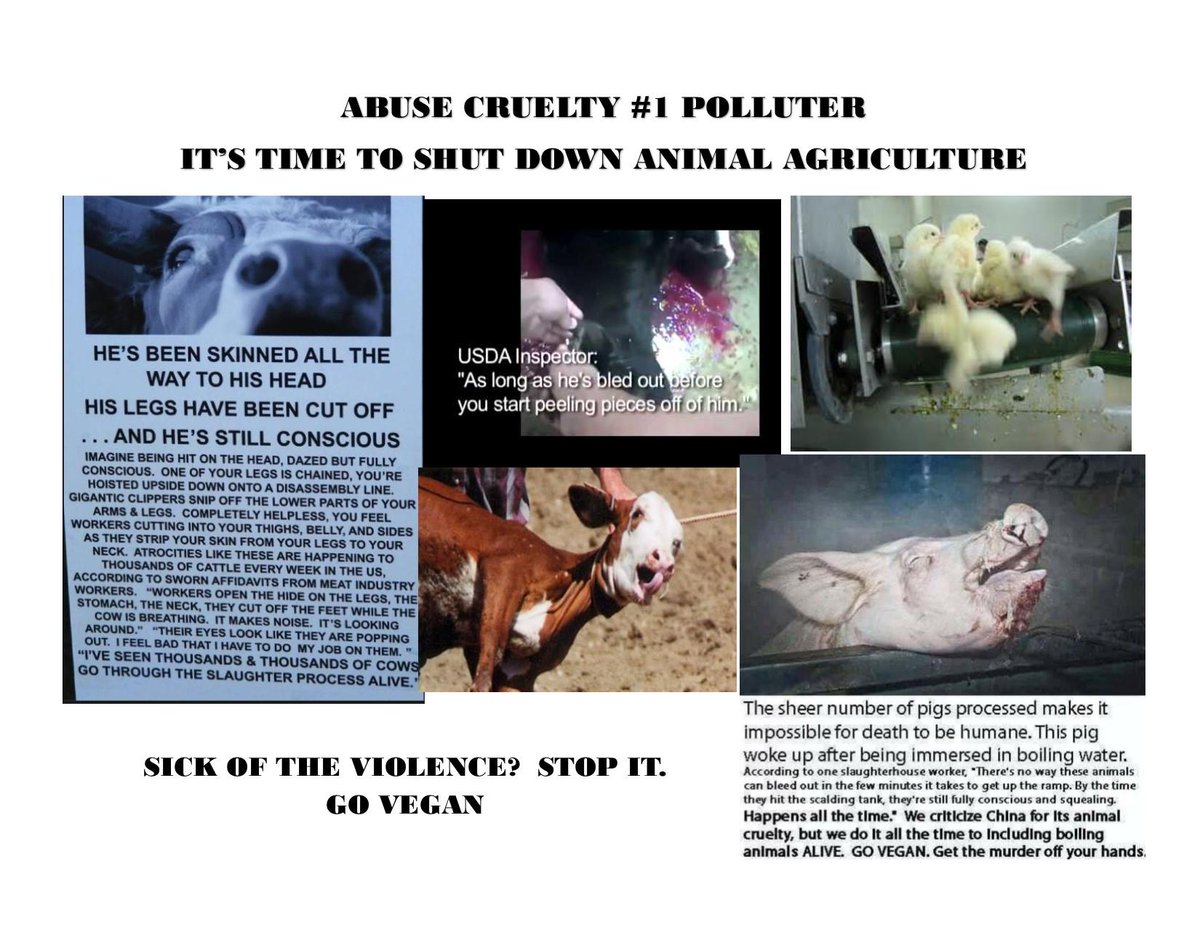 JoyofVegan's tweet photo. #FARM365 #DAIRYFARM #WELCOMEBACKTOMILK #DAIRY #AGPROUD #ANIMALABUSE #BETHECHANGE #ENDVIOLENCE #DANNYCIPRIANI http://t.co/1xefei5Lc1