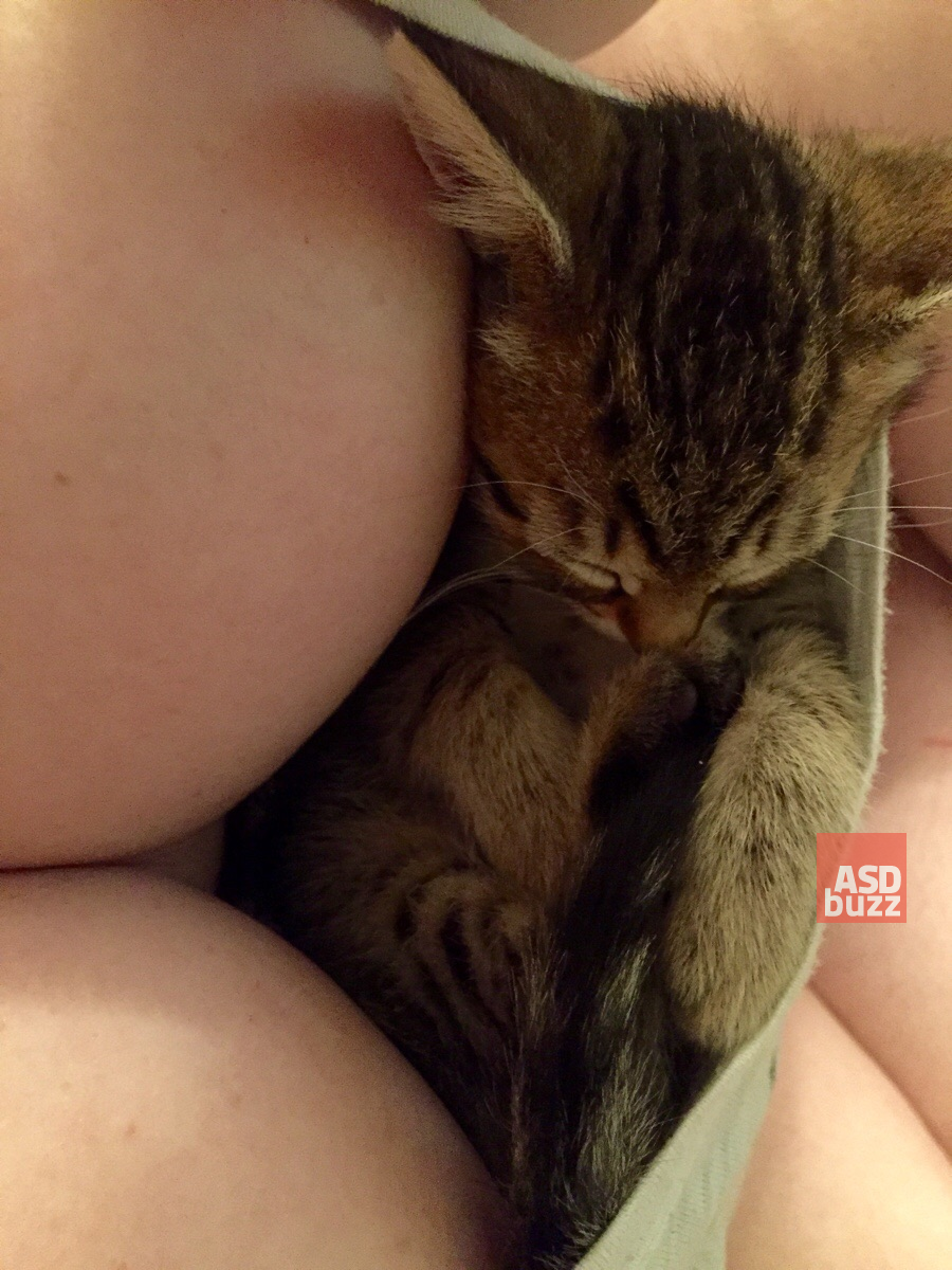 asdbuzz's tweet photo. Lindo #gatito durmiendo plácidamente... #tetas http://t.co/5QoPn22zwl