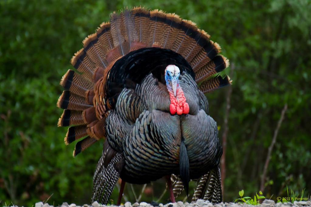 JwebbJames's tweet photo. Youth turkey hunt this Saturday. Take a youngster hunting. Greatest day of the year next Wednesday. Season opener http://t.co/uXLp0FyMhV