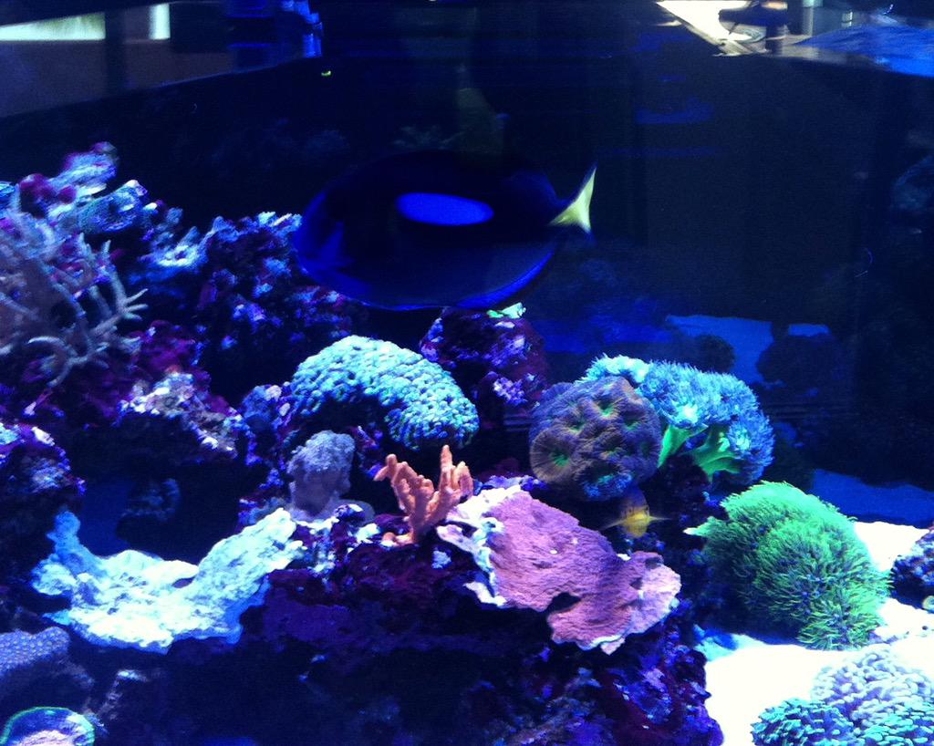 TrueBlueSitter's tweet photo. A Reverse "Dory" 😎👍💙🐟 http://t.co/Aunf7CKHfE