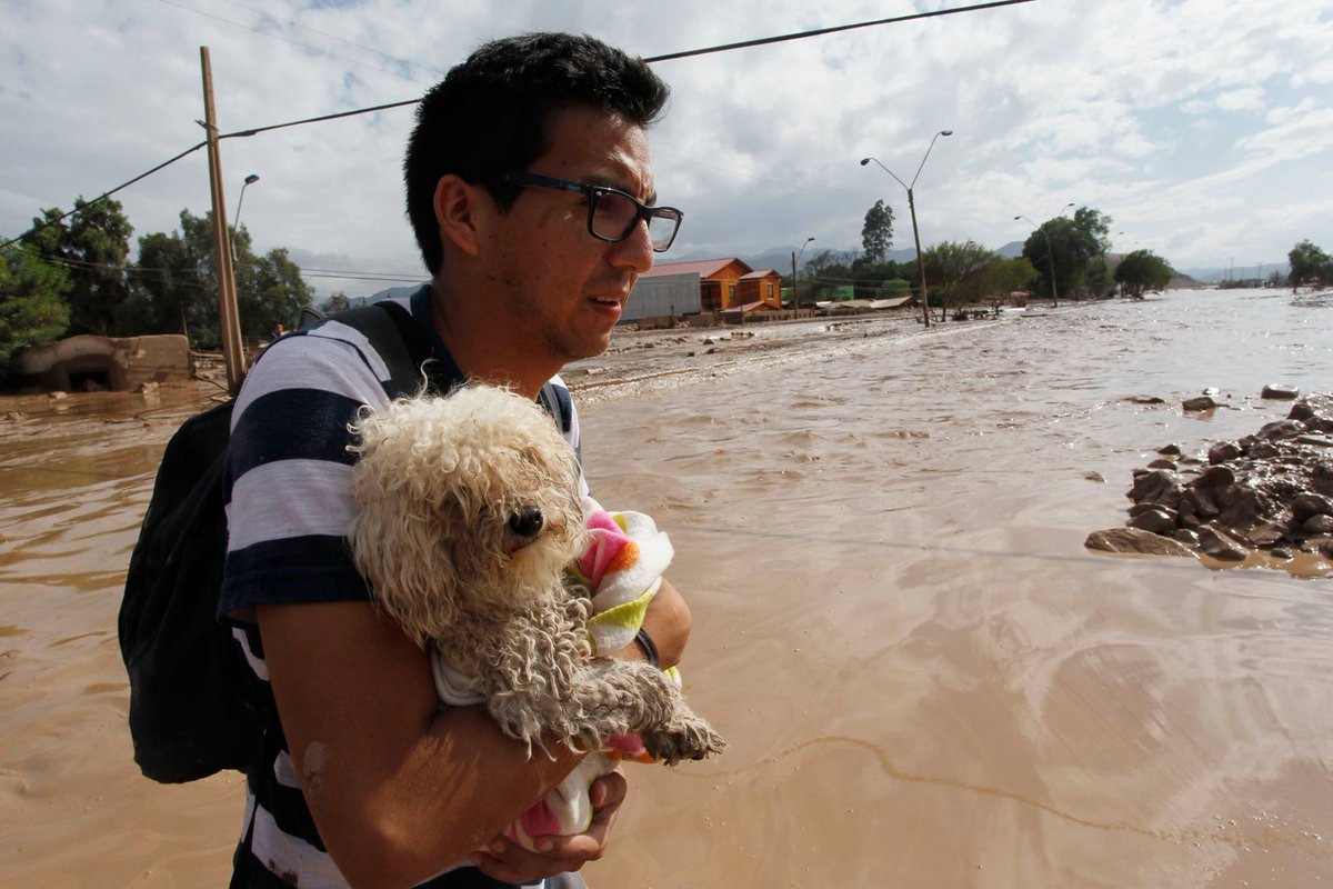 Ernesto_Leveque's tweet photo. Aplausos para las personas que no se olvidan de los animales! #FuerzaNortedeChile http://t.co/zcpPxhSKeb