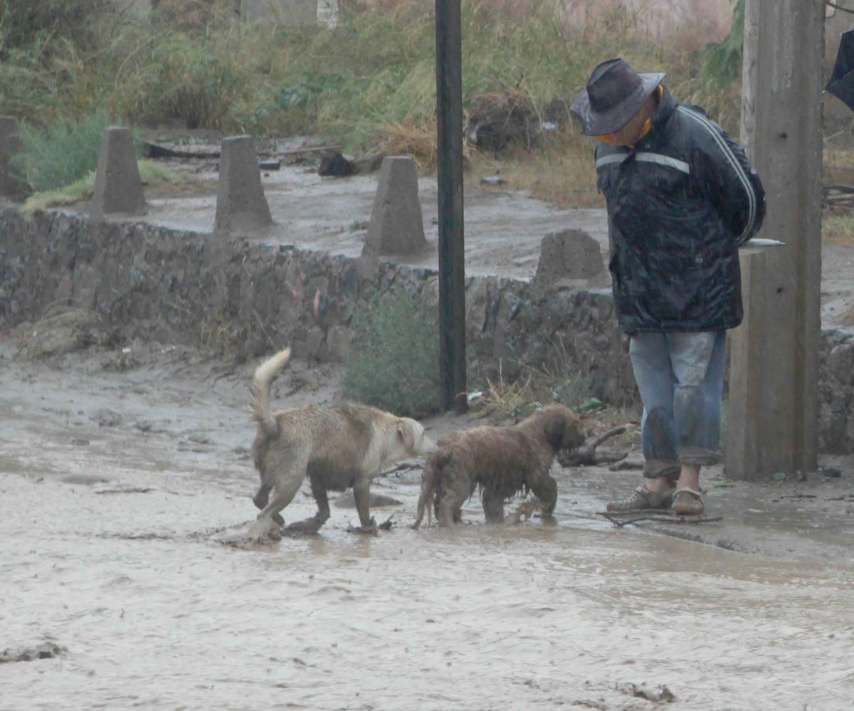 Ernesto_Leveque's tweet photo. Aplausos para las personas que no se olvidan de los animales! #FuerzaNortedeChile http://t.co/zcpPxhSKeb