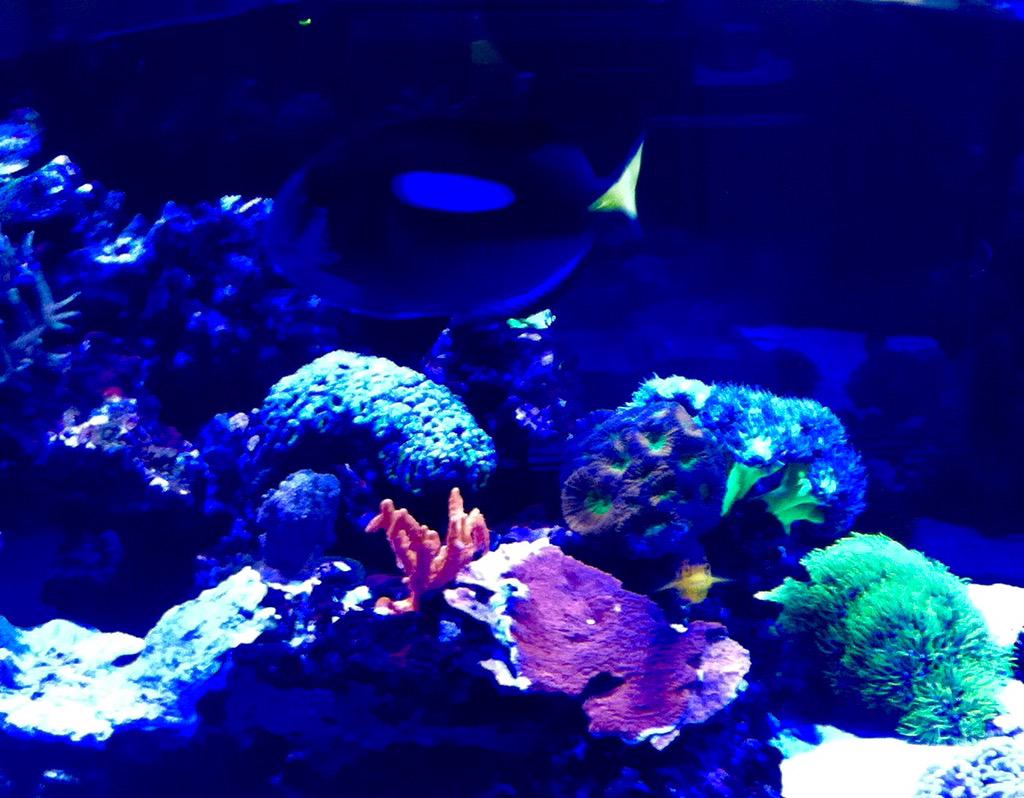 bbgun007's tweet photo. A Reverse " Dory" 😎👍💙🐟 http://t.co/SznjH6K6KZ