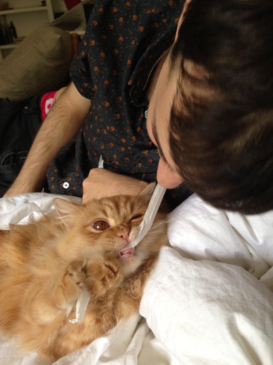 accessbret's tweet image. #tbt Kitty and having a tug of war after we first arrived to #Houston from #NewYork