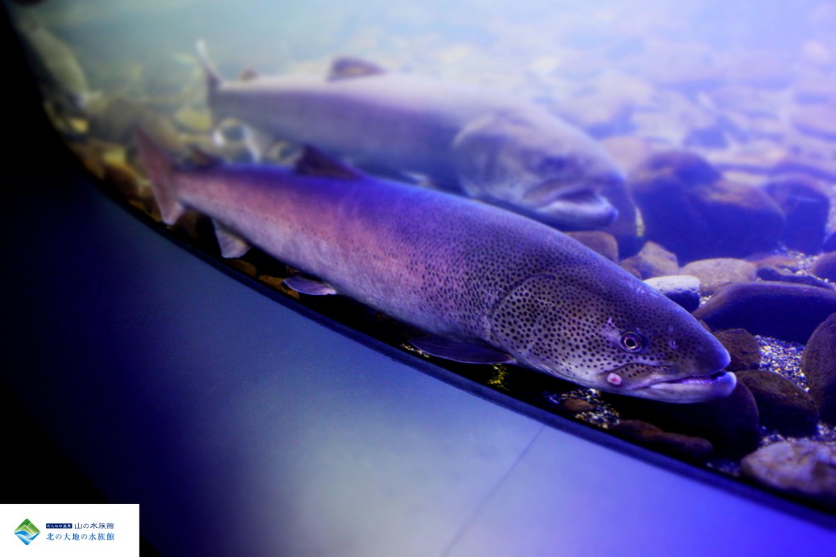 北の大地の水族館 山の水族館 イトウの産卵期間近 4月から5月の雪解け水が引き始める頃はイトウの産卵期 当館でも イトウの婚姻色が出始めています ほんのり赤みがかっているのわかりますか 山の水族館 イトウ 婚姻色 Http T Co 北の大地の水族館 山の水族館 イトウの産卵期間近 4月から5月の雪解け水が引き始める頃はイトウの産卵期 当館でも イトウの婚姻色が出始めています ほんのり赤みがかっているのわかりますか 山の水族館 イトウ 婚姻色 Http T Co