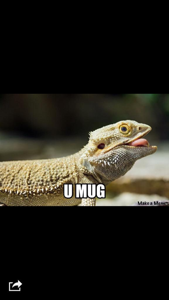 Navyjellyfish1's tweet image. Hey @DethridgeCraft  I heard you don't like me #UnHappyBeardedDragon #DethKnights