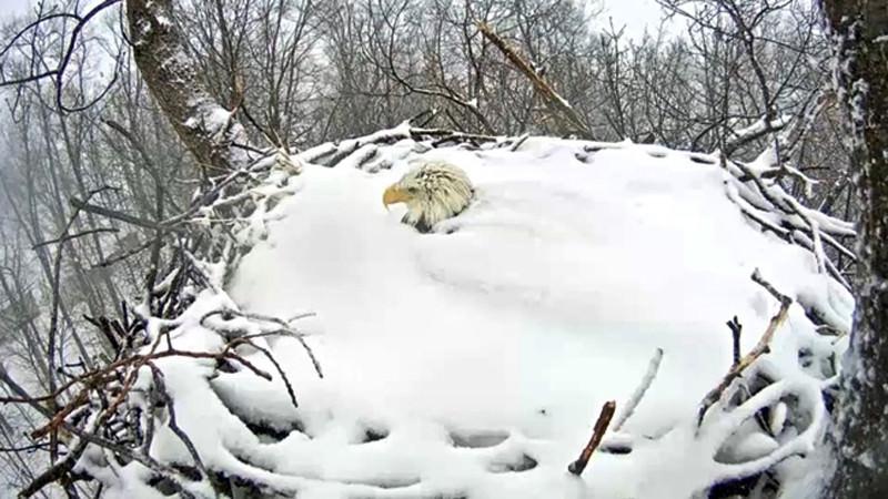 outsidemagazine's tweet photo. We love the bald eagle cam: http://t.co/9FhZFBjIAl http://t.co/xeaQJSrq8d