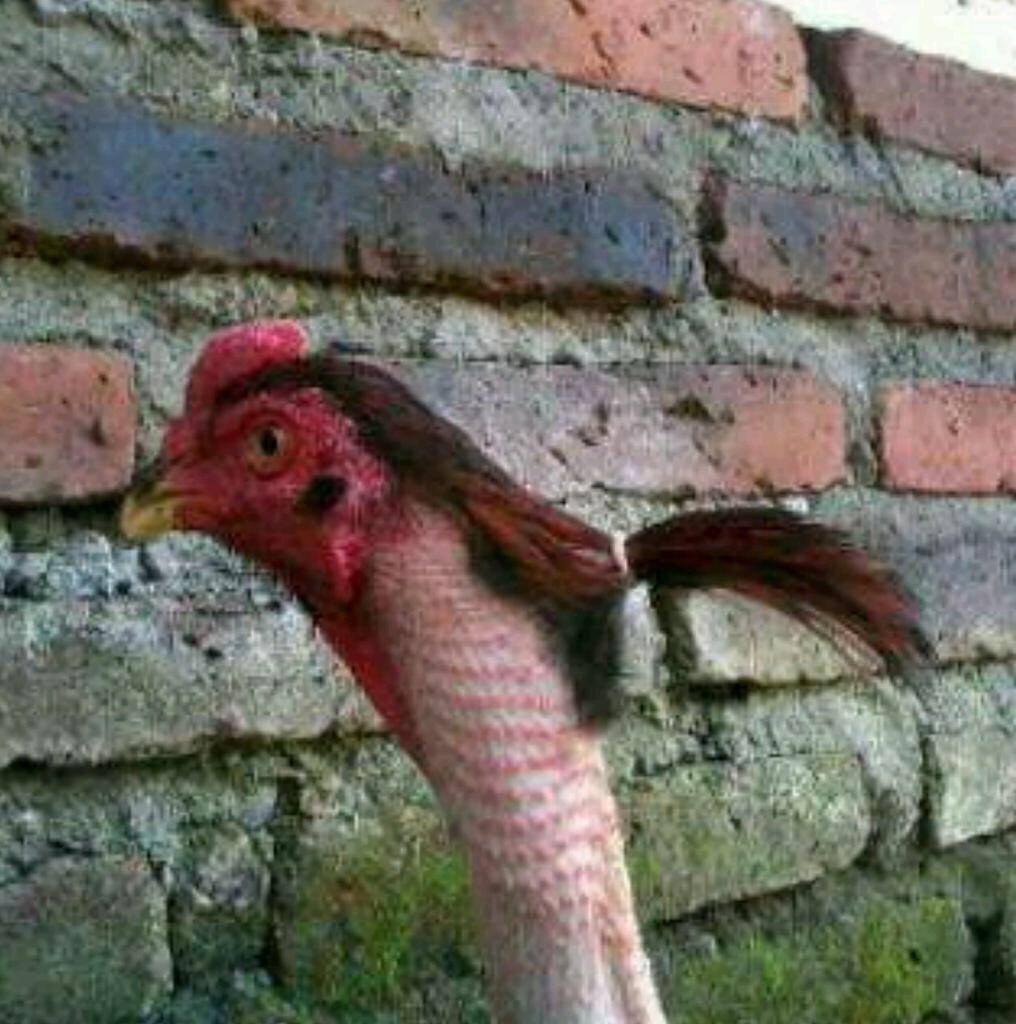 FunnyStrudel's tweet photo. girls with ponytails be like http://t.co/VtjTW4V7wz