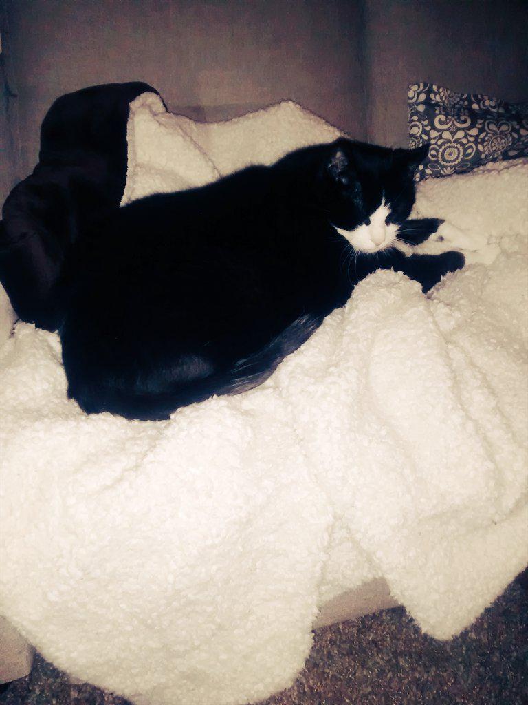 MeowBond's tweet photo. I love how this whole blanket is for me. I'm soooo comfy right now #spoiled #imawesome #rubmybelly http://t.co/6UtPxlQUtr