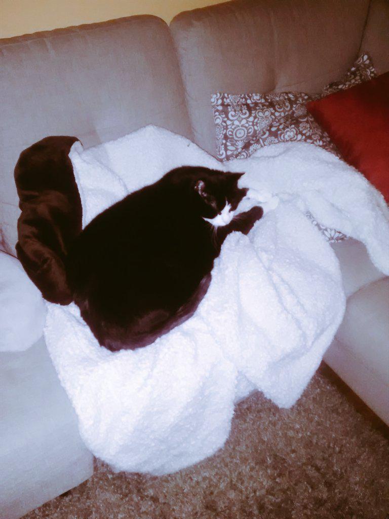 MeowBond's tweet photo. I love how this whole blanket is for me. I'm soooo comfy right now #spoiled #imawesome #rubmybelly http://t.co/6UtPxlQUtr