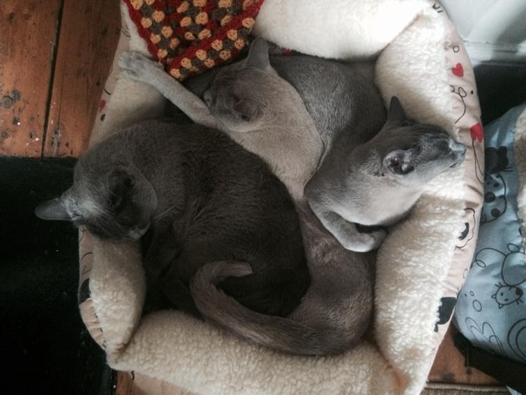 Flospots's tweet photo. #furdayFriday. All 3 of us asleep together. #veryfurry http://t.co/zvPPIKfUYJ