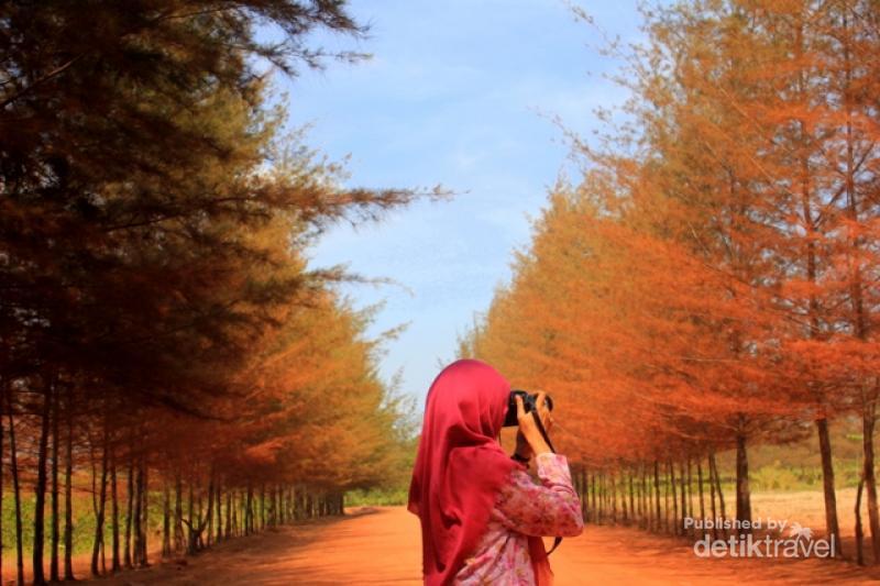 detikTravel's tweet photo. Hutan di Eropa? Bukan, Ini di Pulau Bangka http://t.co/R9b6K7GDO5 http://t.co/aY40Wq24CS