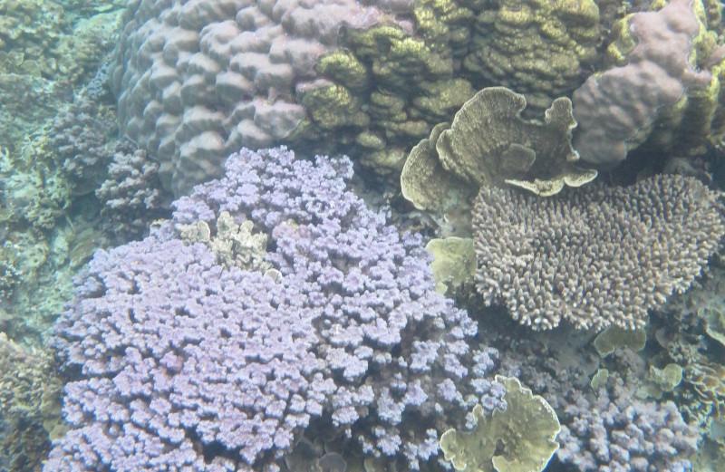detikTravel's tweet photo. Bukti Keindahan Dunia Bawah Laut Karimunjawa http://t.co/YyVLbn3AzH http://t.co/jAM5lcm7TX
