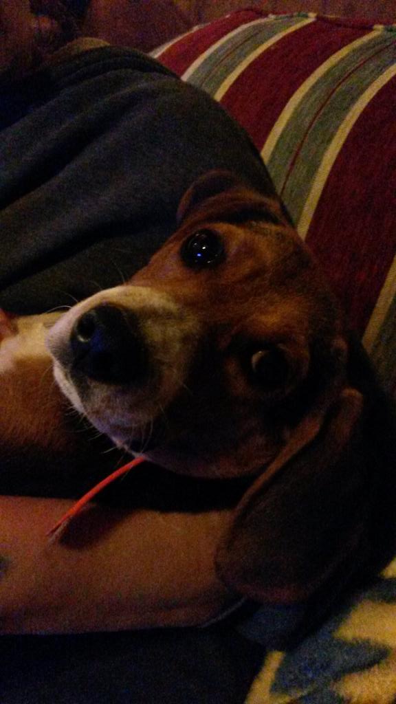 DogTreatNews's tweet photo. RT #SirJohnFallout: http://t.co/CsbyrYP2xk RT Rabbits_R_Us: This is Ranger!Getn Loved! #beagle #BeagleDogs #Beagโฆ http://t.co/Nb5a4KYNzF