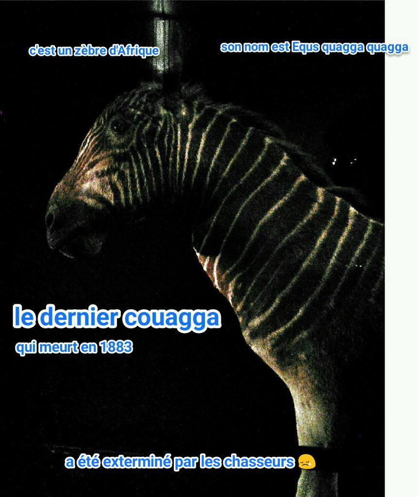 SVTSugerTab1's tweet photo. Le magnifique. Couagga 😊. #biodivGGE #especes http://t.co/BNdtmdGxSR