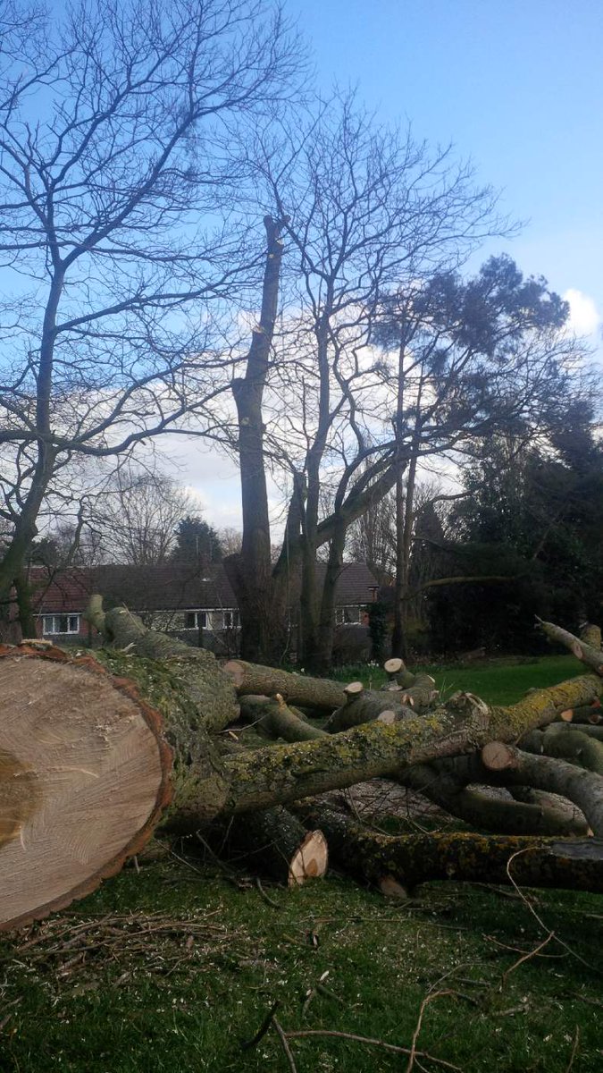 TreeManWolfe's tweet image. A lot of timber down and still the trunk to go