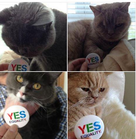 EVOKE's tweet photo. Even your cat wants you to vote YES in the referendum this May! #YesEquality #Pets4Yes
http://t.co/HocUXDFqE5 http://t.co/b0FtfKLwbS