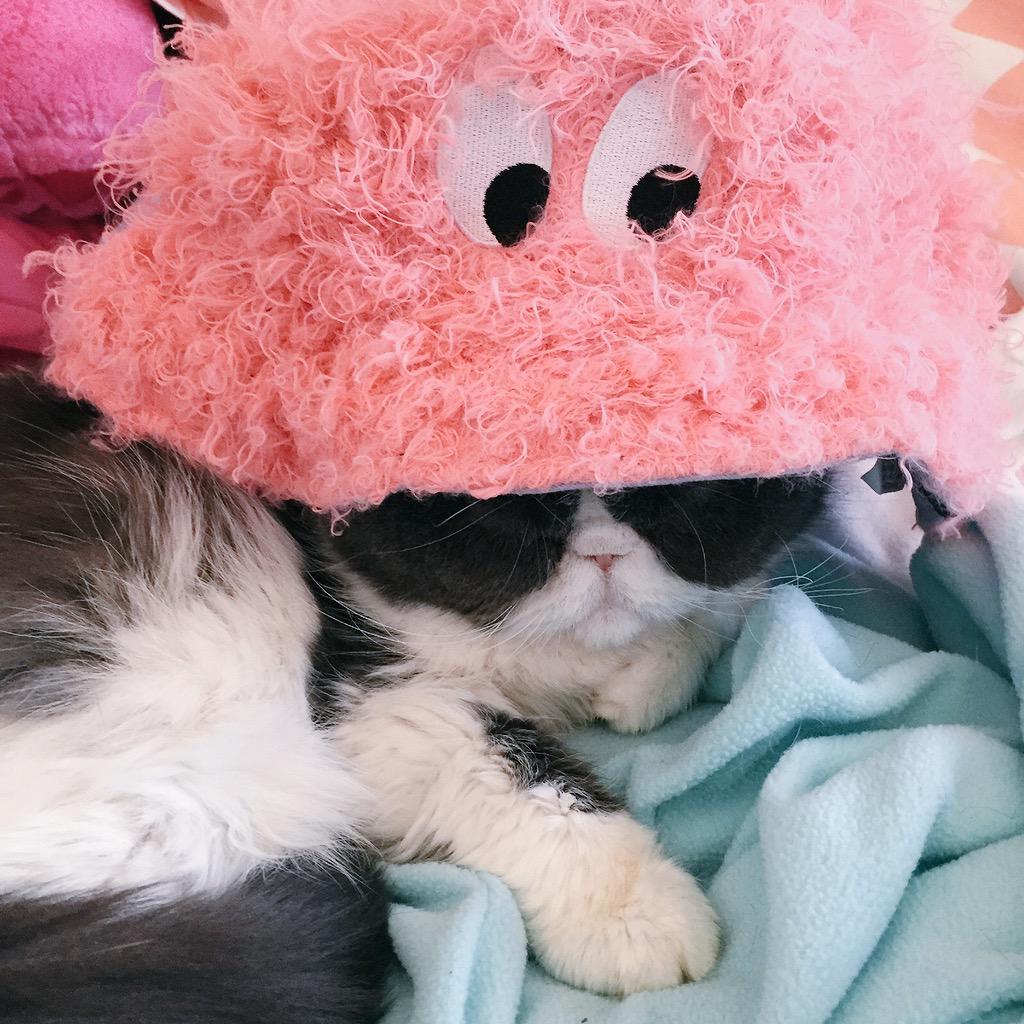 iamlazykat's tweet photo. RT if you think Earl Grey should model for @lazyoaf http://t.co/UZbe32Fc8j