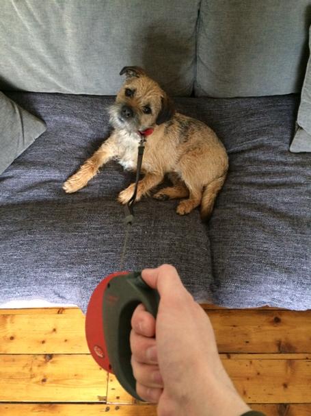 thismanslife's tweet image. #walkies? Nah, I'm good here thanks #sofadog