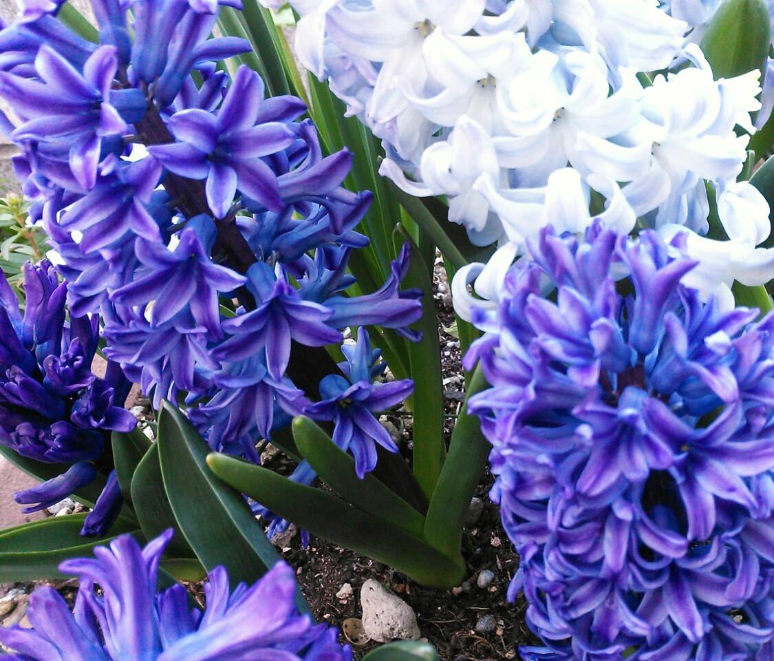 蓮 花巻で買った宮沢賢治なヒヤシンス 咲きました Http T Co Jajbfiflp1